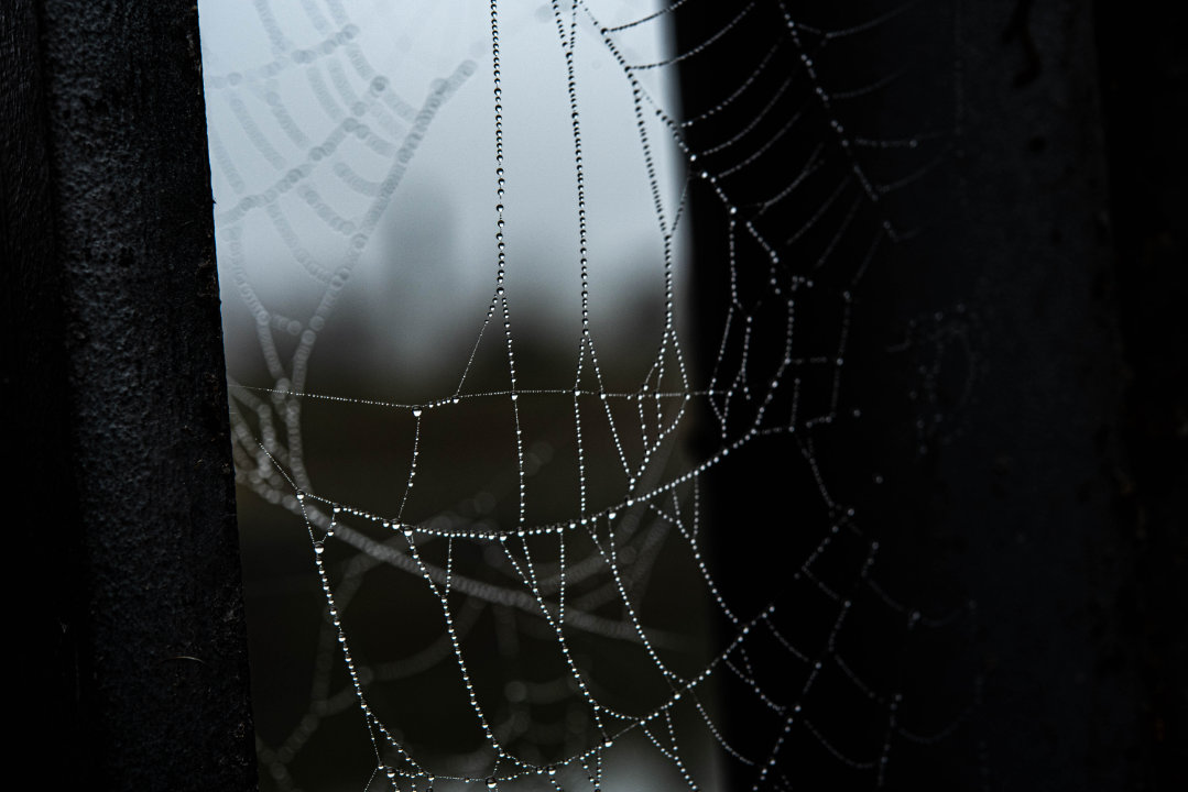 Makrofotografie Tau im Spinnennetz
