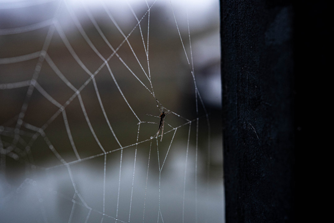 Makrofotografie Tau und Mücke im Spinnennetz